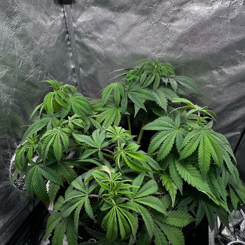 Mimosa growlog timeline photo