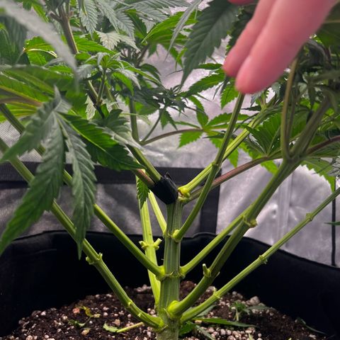 Mimosa growlog timeline photo