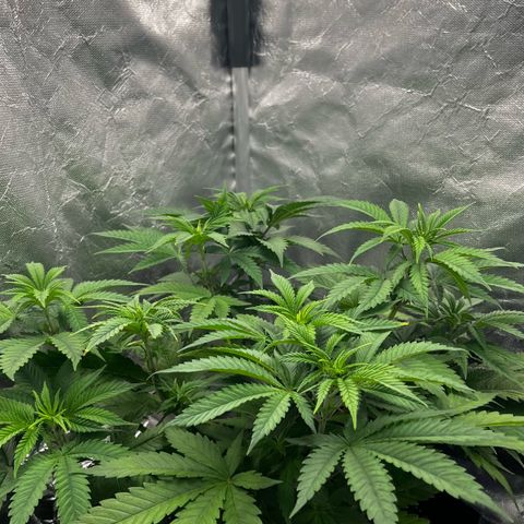 Mimosa growlog timeline photo