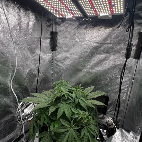 Mimosa growlog timeline photo