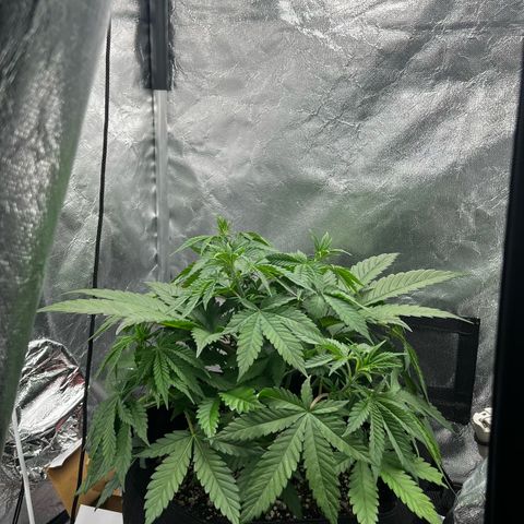 Mimosa growlog timeline photo