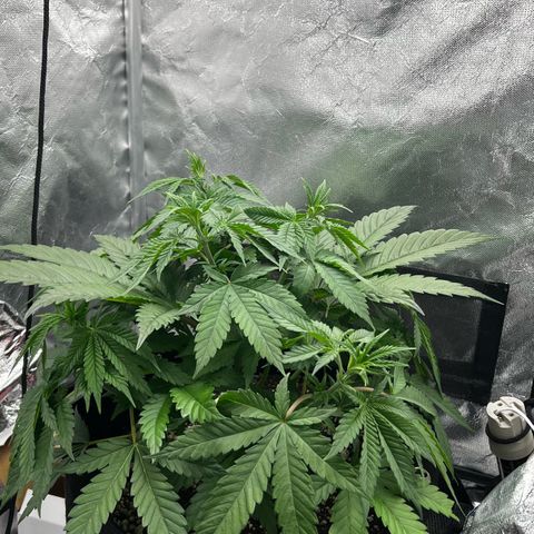 Mimosa growlog timeline photo