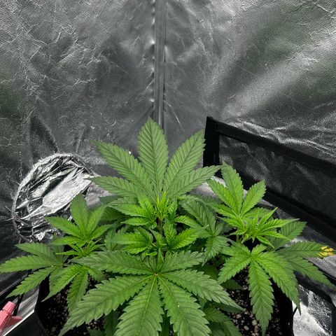 Mimosa growlog timeline photo