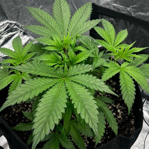 Mimosa growlog timeline photo
