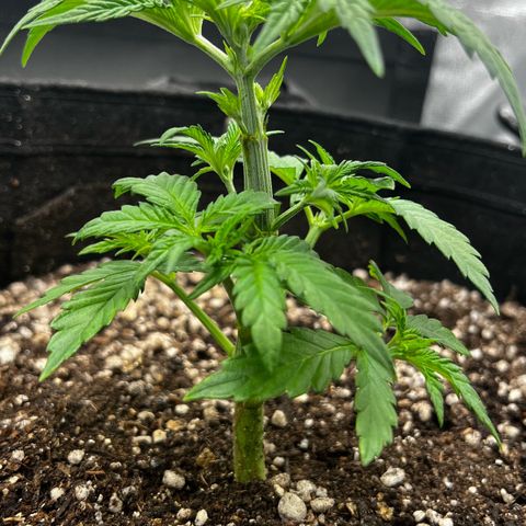 Mimosa growlog photo: Poda top 