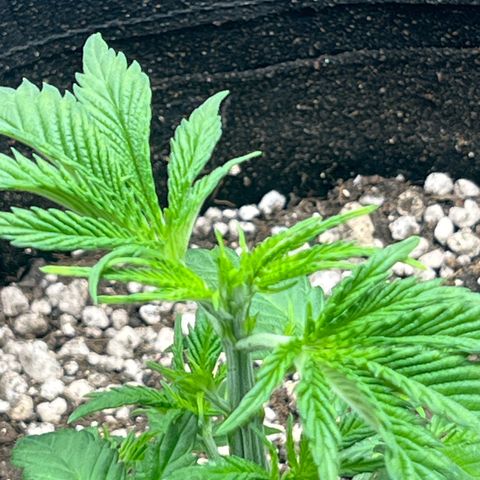 Mimosa growlog photo: Poda top 