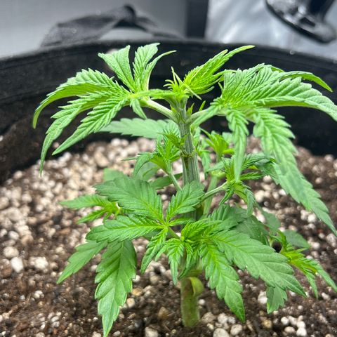 Mimosa growlog photo: Poda top 
