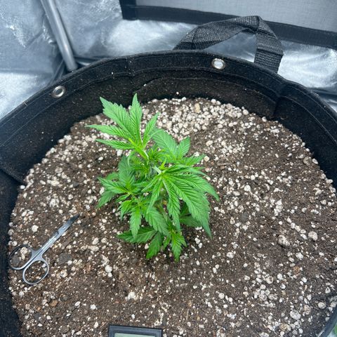 Mimosa growlog photo: Poda top 