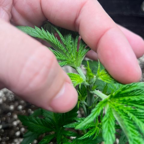 Mimosa growlog photo: Poda top 
