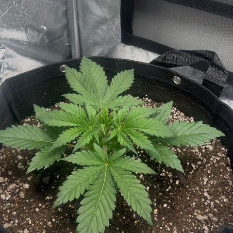 Mimosa growlog timeline photo