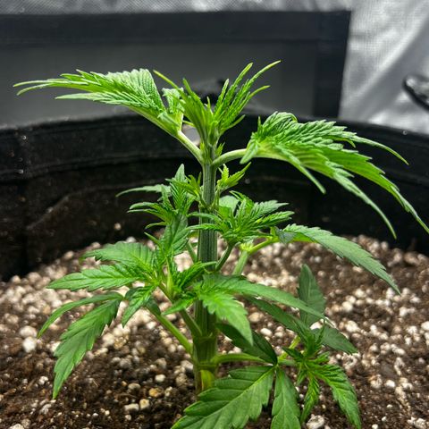Mimosa growlog photo: Poda top 