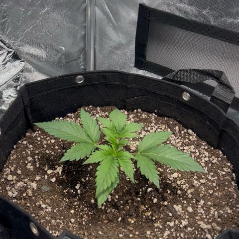 Mimosa growlog timeline photo