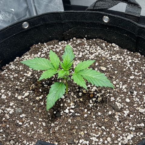Mimosa growlog timeline photo