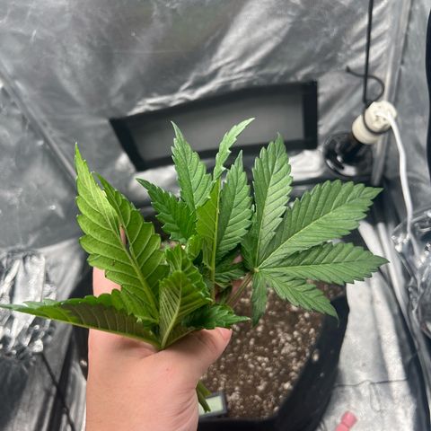 Mimosa growlog photo: Poda top 