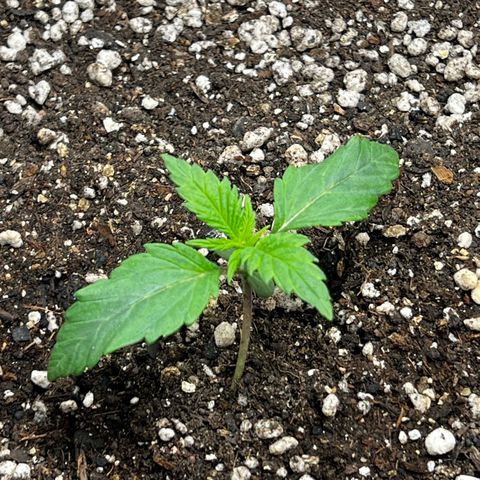 Mimosa growlog timeline photo