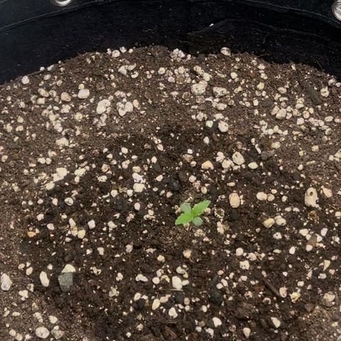 Mimosa growlog timeline photo