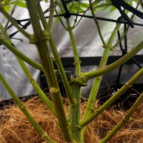Mimosa growlog timeline photo
