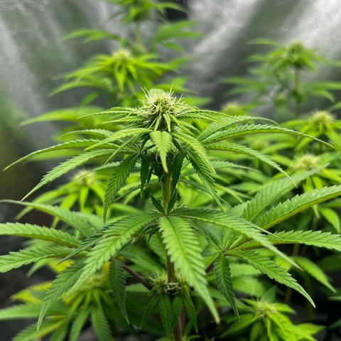 Mimosa growlog timeline photo
