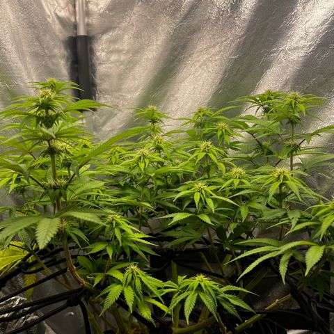 Mimosa growlog timeline photo