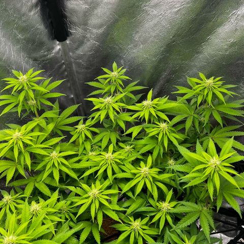 Mimosa growlog timeline photo