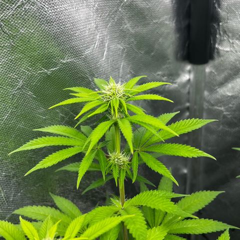 Mimosa growlog timeline photo