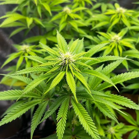 Mimosa growlog timeline photo