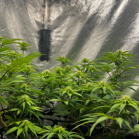 Mimosa growlog timeline photo
