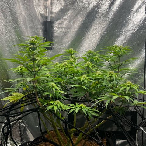 Mimosa growlog timeline photo