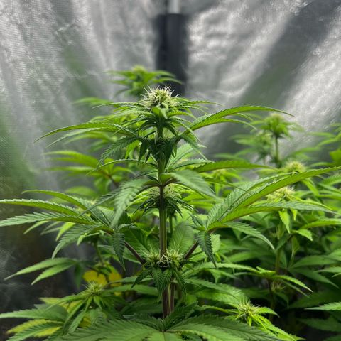 Mimosa growlog timeline photo