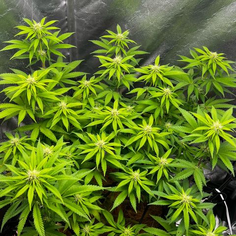 Mimosa growlog timeline photo
