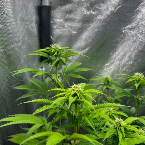 Mimosa growlog timeline photo