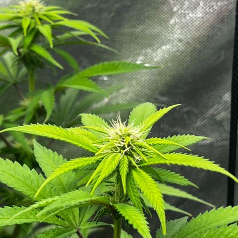 Mimosa growlog timeline photo