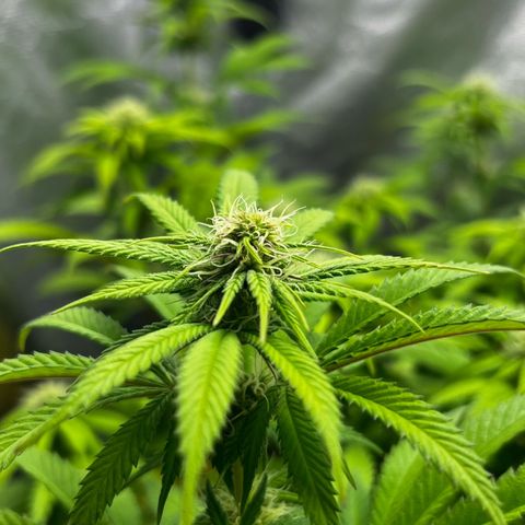 Mimosa growlog timeline photo