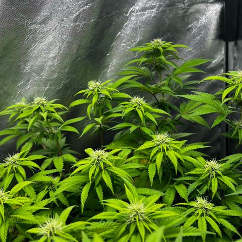 Mimosa growlog timeline photo