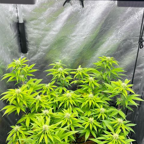 Mimosa growlog timeline photo