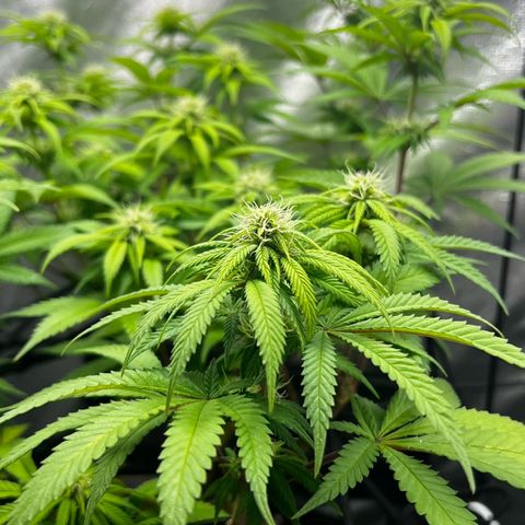 Mimosa growlog timeline photo