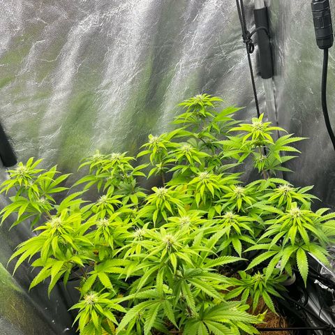 Mimosa growlog timeline photo
