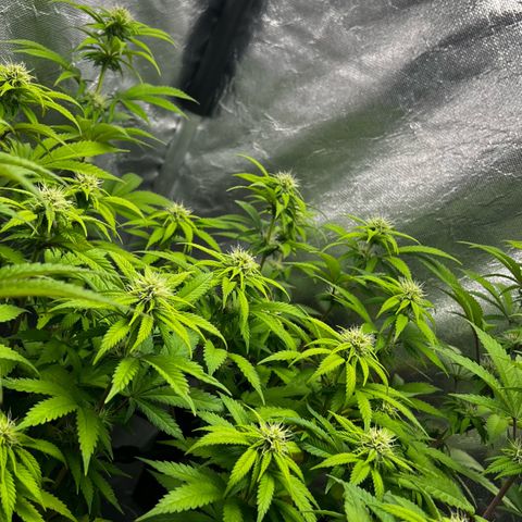 Mimosa growlog timeline photo