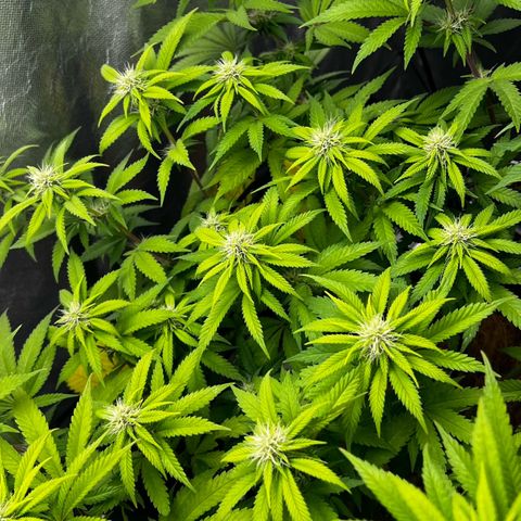 Mimosa growlog timeline photo