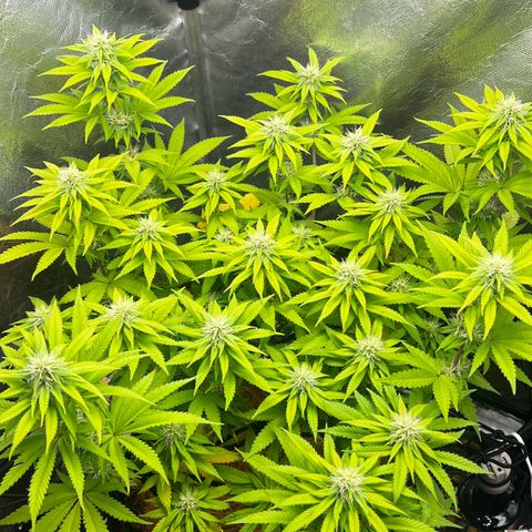 Mimosa growlog timeline photo
