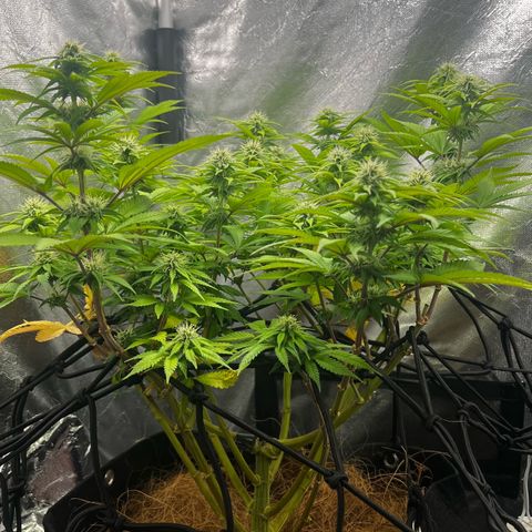 Mimosa growlog timeline photo