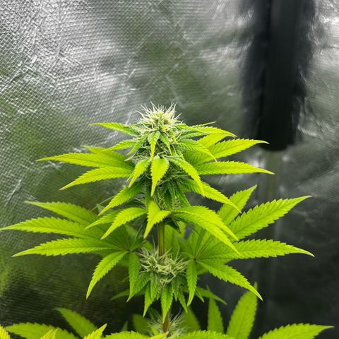 Mimosa growlog timeline photo