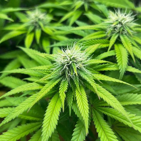 Mimosa growlog timeline photo