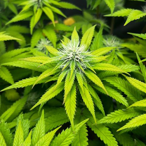 Mimosa growlog timeline photo