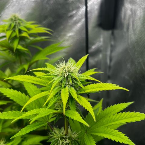 Mimosa growlog timeline photo