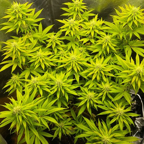 Mimosa growlog timeline photo