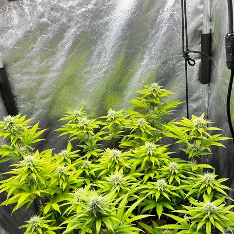 Mimosa growlog timeline photo