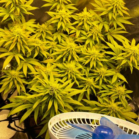 Mimosa growlog timeline photo