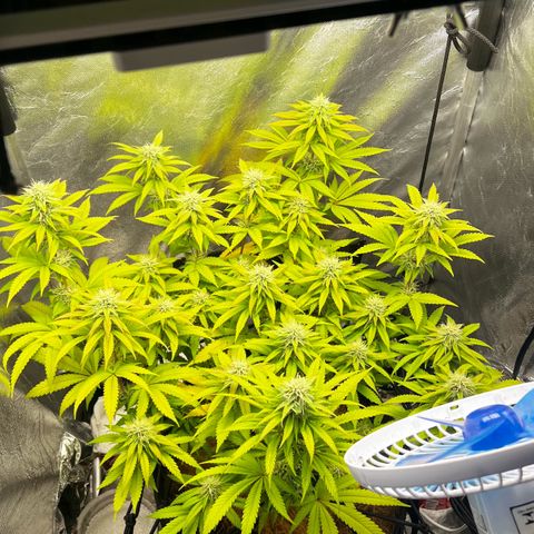 Mimosa growlog timeline photo
