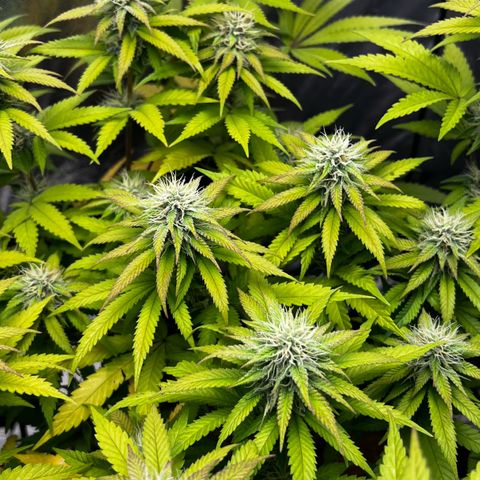 Mimosa growlog timeline photo